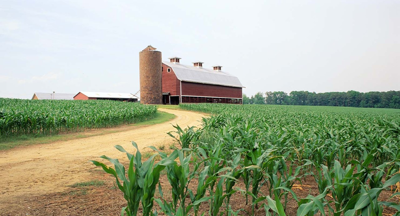 Red Barn Corn Fields